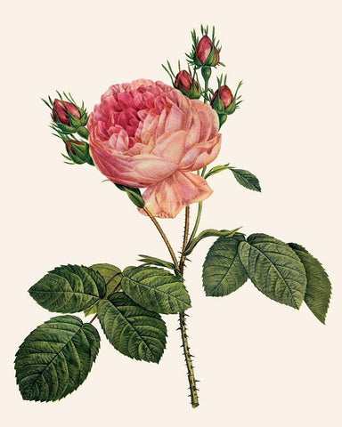 Redoutes Rose I White Modern Wood Framed Art Print with Double Matting by Redoute, Pierre