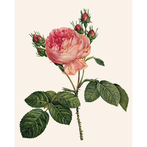 Redoutes Rose I Black Modern Wood Framed Art Print by Redoute, Pierre