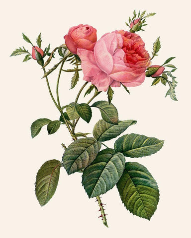 Redoutes Rose II Black Ornate Wood Framed Art Print with Double Matting by Redoute, Pierre