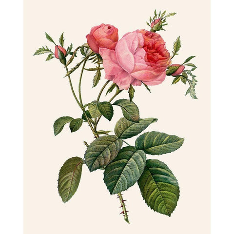 Redoutes Rose II White Modern Wood Framed Art Print by Redoute, Pierre