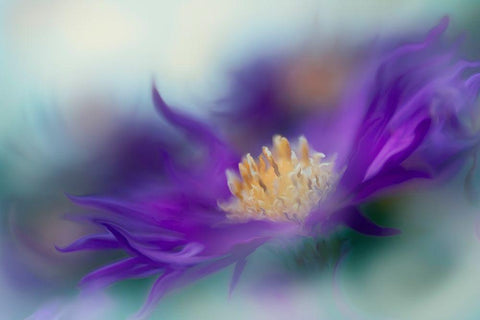 Gold and Purple in the Mist I White Modern Wood Framed Art Print with Double Matting by Hunt, Gillian