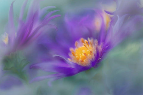 Gold and Purple in the Mist II White Modern Wood Framed Art Print with Double Matting by Hunt, Gillian