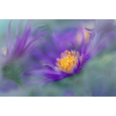 Gold and Purple in the Mist II White Modern Wood Framed Art Print by Hunt, Gillian