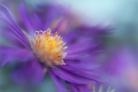 Gold and Purple in the Mist III Black Ornate Wood Framed Art Print with Double Matting by Hunt, Gillian