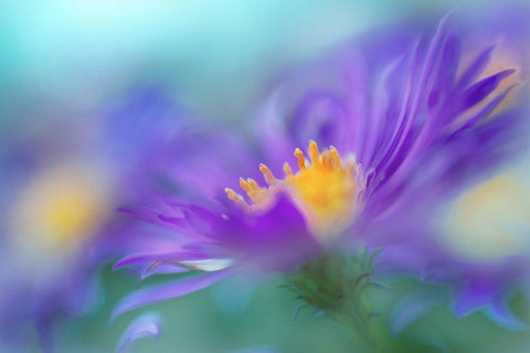 Gold and Purple in the Mist IV White Modern Wood Framed Art Print with Double Matting by Hunt, Gillian