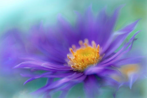 Gold and Purple in the Mist V Black Ornate Wood Framed Art Print with Double Matting by Hunt, Gillian