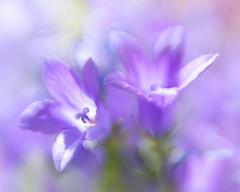 Ring the Bells of Change I White Modern Wood Framed Art Print with Double Matting by Hunt, Gillian