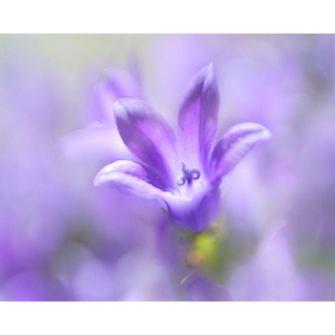 Ring the Bells of Change II Black Modern Wood Framed Art Print with Double Matting by Hunt, Gillian