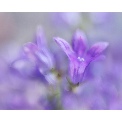 Ring the Bells of Change III Black Modern Wood Framed Art Print with Double Matting by Hunt, Gillian