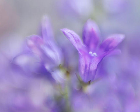 Ring the Bells of Change III White Modern Wood Framed Art Print with Double Matting by Hunt, Gillian