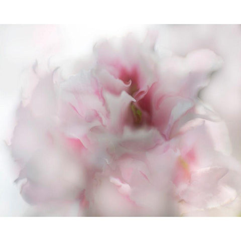 Hope in Pink I White Modern Wood Framed Art Print by Hunt, Gillian