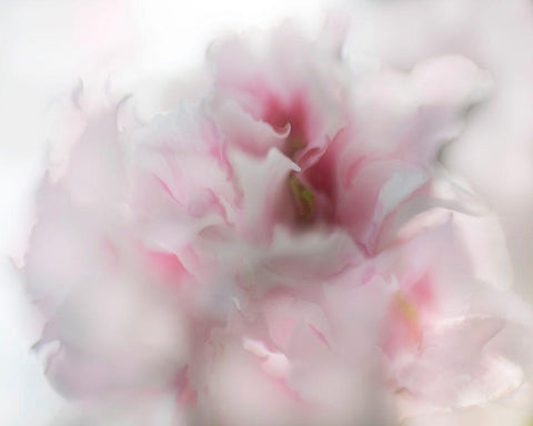 Hope in Pink I White Modern Wood Framed Art Print with Double Matting by Hunt, Gillian