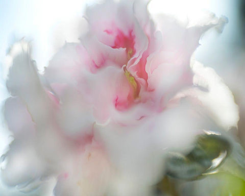 Hope in Pink II White Modern Wood Framed Art Print with Double Matting by Hunt, Gillian