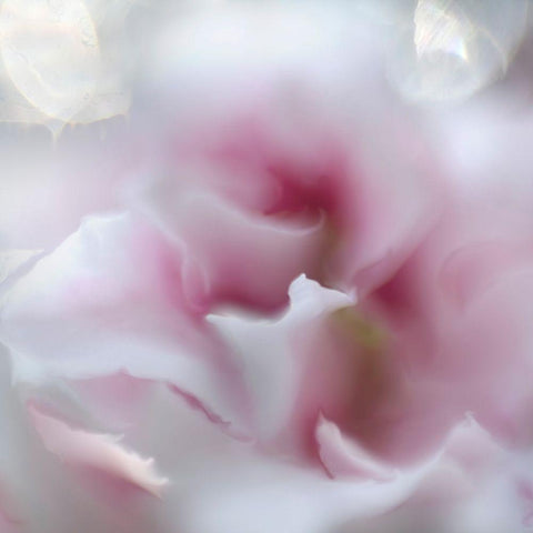 Hope in Pink III White Modern Wood Framed Art Print by Hunt, Gillian