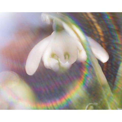 Glorious in Rainbow I White Modern Wood Framed Art Print by Hunt, Gillian