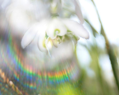 Glorious in Rainbow II Black Ornate Wood Framed Art Print with Double Matting by Hunt, Gillian