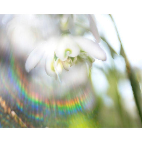 Glorious in Rainbow II Black Modern Wood Framed Art Print with Double Matting by Hunt, Gillian