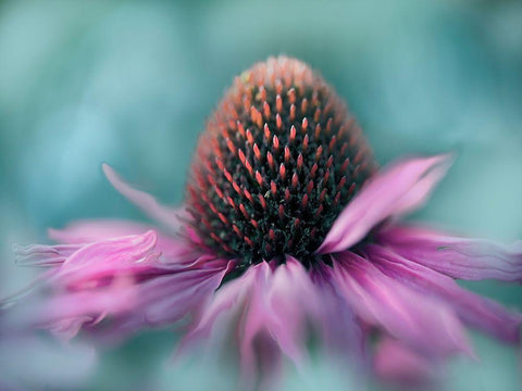 Sing to the Sun I Black Ornate Wood Framed Art Print with Double Matting by Hunt, Gillian