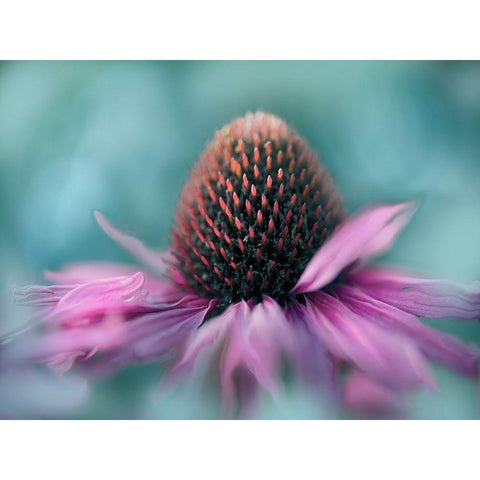 Sing to the Sun I Black Modern Wood Framed Art Print with Double Matting by Hunt, Gillian