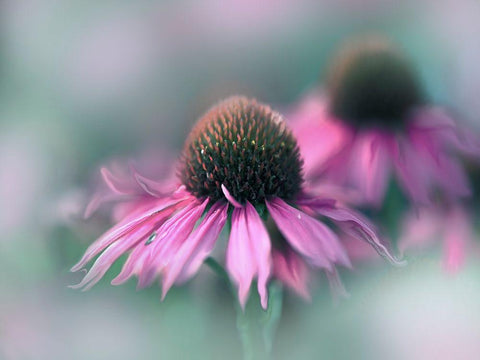 Sing to the Sun II White Modern Wood Framed Art Print with Double Matting by Hunt, Gillian