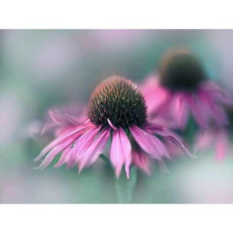 Sing to the Sun II Black Modern Wood Framed Art Print by Hunt, Gillian