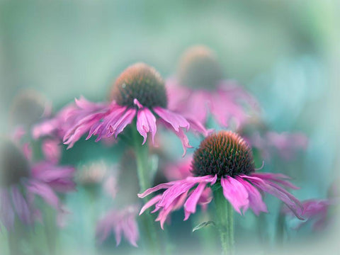 Sing to the Sun III Black Ornate Wood Framed Art Print with Double Matting by Hunt, Gillian