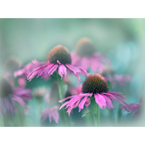 Sing to the Sun III Gold Ornate Wood Framed Art Print with Double Matting by Hunt, Gillian