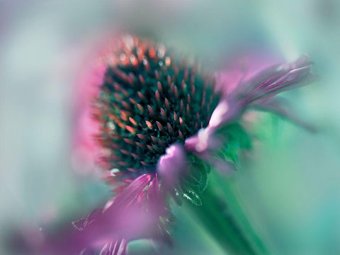 Sing to the Sun IV White Modern Wood Framed Art Print with Double Matting by Hunt, Gillian