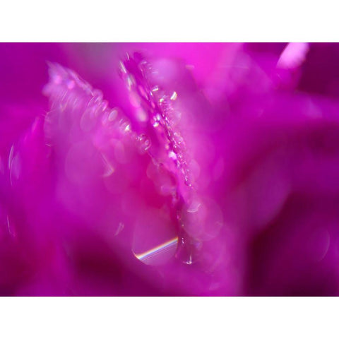 Hearts in Pink I Gold Ornate Wood Framed Art Print with Double Matting by Hunt, Gillian