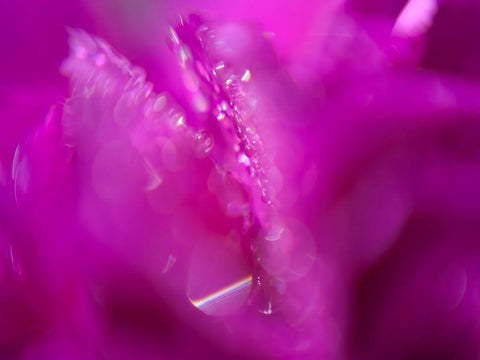 Hearts in Pink I Black Ornate Wood Framed Art Print with Double Matting by Hunt, Gillian