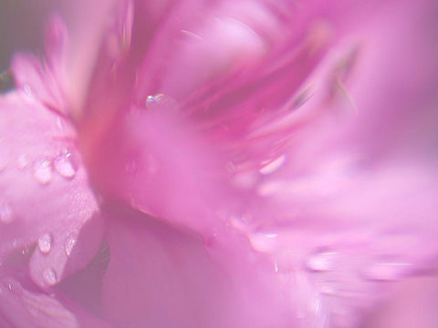 Hearts in Pink II White Modern Wood Framed Art Print with Double Matting by Hunt, Gillian