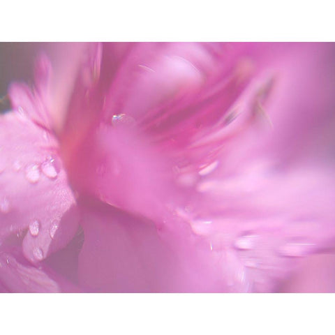 Hearts in Pink II Black Modern Wood Framed Art Print by Hunt, Gillian