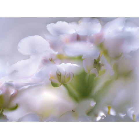 Mist of Lilac I Black Modern Wood Framed Art Print with Double Matting by Hunt, Gillian