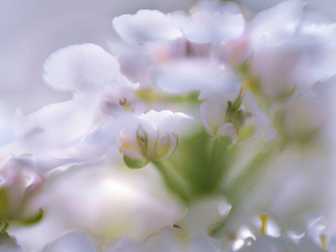 Mist of Lilac I White Modern Wood Framed Art Print with Double Matting by Hunt, Gillian