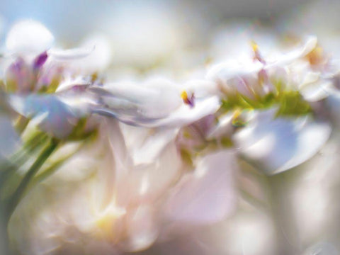 Mist of Lilac II White Modern Wood Framed Art Print with Double Matting by Hunt, Gillian