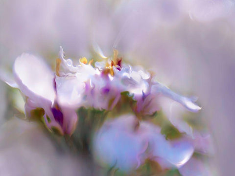 Mist of Lilac III White Modern Wood Framed Art Print with Double Matting by Hunt, Gillian