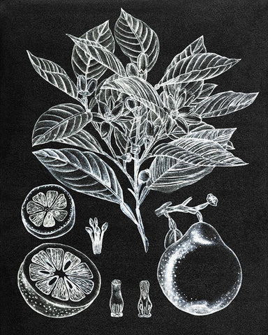 Citrus Botanical Study I Black Ornate Wood Framed Art Print with Double Matting by Wang, Melissa