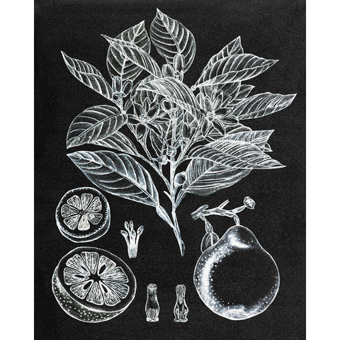 Citrus Botanical Study I Black Modern Wood Framed Art Print with Double Matting by Wang, Melissa
