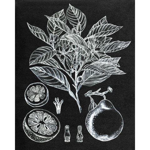 Citrus Botanical Study I Black Modern Wood Framed Art Print by Wang, Melissa