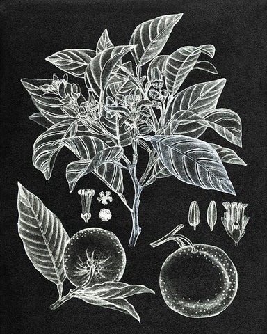 Citrus Botanical Study II Black Ornate Wood Framed Art Print with Double Matting by Wang, Melissa