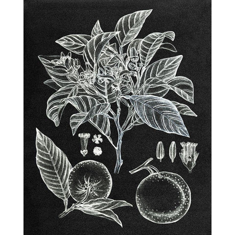 Citrus Botanical Study II Black Modern Wood Framed Art Print by Wang, Melissa