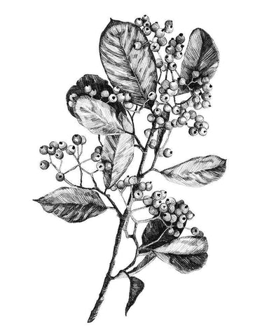 Hawthorn Berry Branch I Black Ornate Wood Framed Art Print with Double Matting by Scarvey, Emma