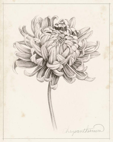 Graphite Chrysanthemum Study I Black Ornate Wood Framed Art Print with Double Matting by Popp, Grace