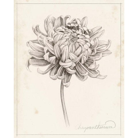 Graphite Chrysanthemum Study I Black Modern Wood Framed Art Print by Popp, Grace