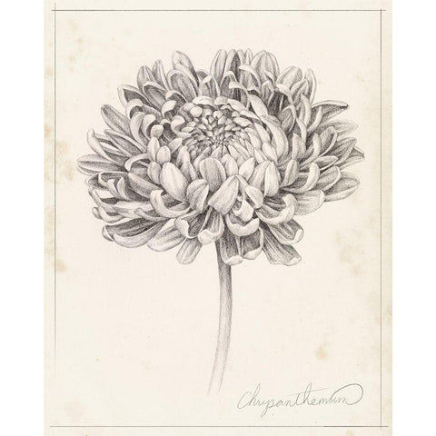 Graphite Chrysanthemum Study II Gold Ornate Wood Framed Art Print with Double Matting by Popp, Grace