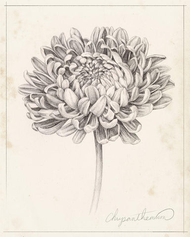 Graphite Chrysanthemum Study II Black Ornate Wood Framed Art Print with Double Matting by Popp, Grace