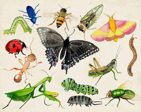 Bugdom I White Modern Wood Framed Art Print with Double Matting by Ludwig, Alicia