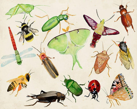 Bugdom II White Modern Wood Framed Art Print with Double Matting by Ludwig, Alicia