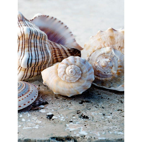 Gifts of the Shore I White Modern Wood Framed Art Print by Ray, Elena