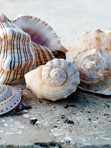 Gifts of the Shore I Black Ornate Wood Framed Art Print with Double Matting by Ray, Elena